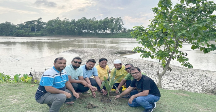 হবিগঞ্জে নদী পাড়ে দুইশতাধিক তাল গাছের চারা রোপন