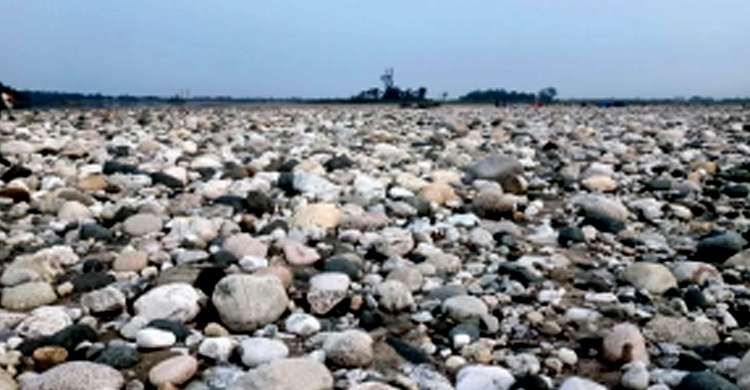 নি লা মে উঠছে সাদা সোনা,সিলেট