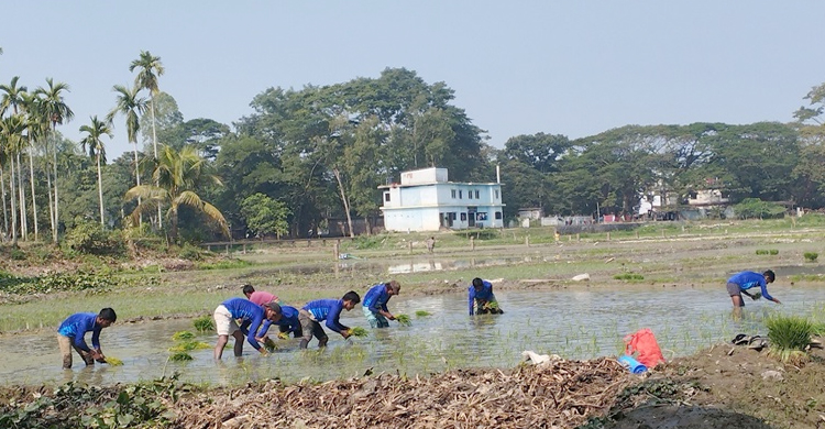 শীত উ পে ক্ষা করে বোরো রোপণের ধুম