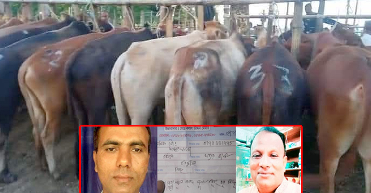 চোরাই গরুর নিরাপদ স্থান গোয়াইনঘাটের তোয়াকুল বাজার : চাচা-ভাতিজার বাণিজ্য