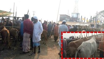 গোয়াইনঘাটে চোরাই গরুর বৈধতা দেয় চাচা-ভাতিজার সিন্ডিকেট