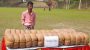 জৈন্তাপুরে সেনাবাহিনীর হাতে ৬০ কেজি গাঁজা সহ আটক-১