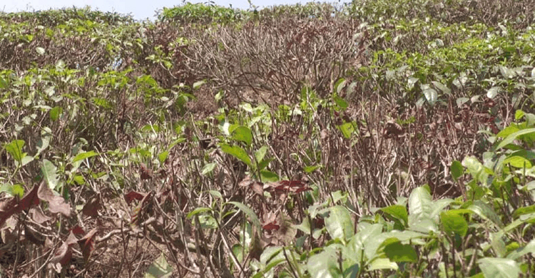 তীব্র খরা , চা উৎপাদন ব্যা হ তে র আ শ ঙ্কা