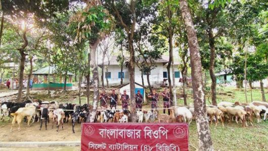 ছাতকে সেনাবাহিনীর সহায়তায় একষট্টি লক্ষ টাকার ভারতীয় দুম্বা এবং ছাগল জব্দ