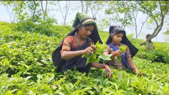 ব ঞ্চ না র বৃত্তে চা-শ্রমিকরা,উৎপাদন বাড়লেও উন্নয়ন হয় না জীবনমান
