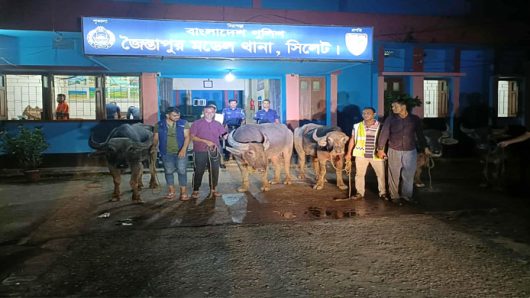 জৈন্তাপুরে চো রা ই পথে আনা ৭ মহিষ জ ব্দ