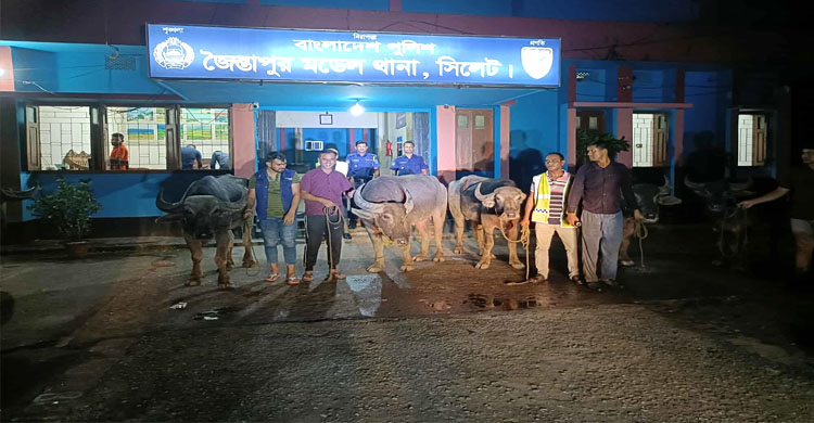 জৈন্তাপুরে চো রা ই পথে আনা ৭ মহিষ জ ব্দ