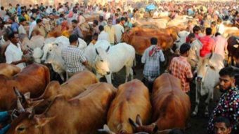 সিলেট পশুর হাটে ছোট ও মাঝারি গরুর চাহিদা বেশি