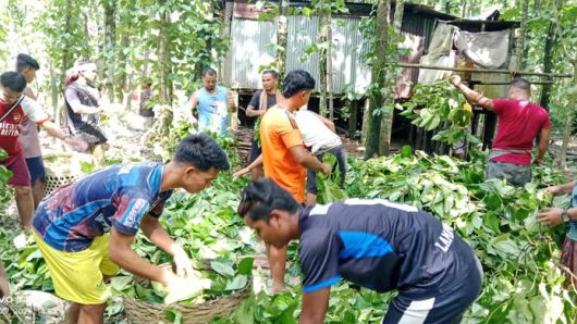গোয়াইনঘাটে রাতে দুটি বাগানের পান গাছ কেটে দিলো দু র্বৃ ত্ত রা