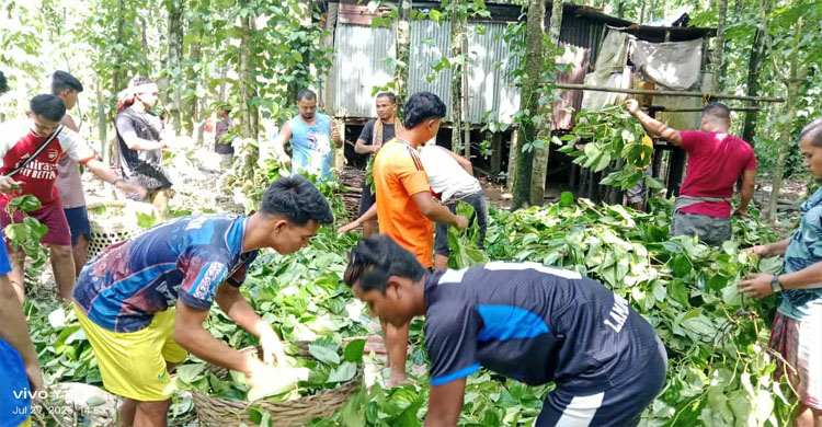 গোয়াইনঘাটে রাতে দুটি বাগানের পান গাছ কেটে দিলো দু র্বৃ ত্ত রা