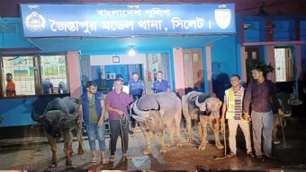 জৈন্তাপুরে মহিষের মা ম লা নিয়ে যতকাণ্ড