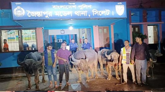জৈন্তাপুরে মহিষের মা ম লা নিয়ে যতকাণ্ড