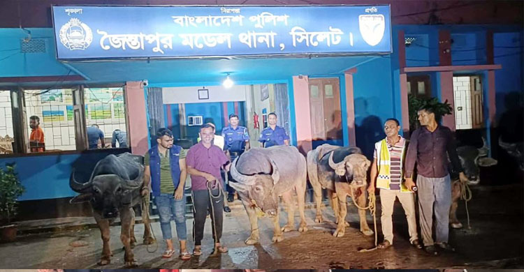 জৈন্তাপুরে মহিষের মা ম লা নিয়ে যতকাণ্ড