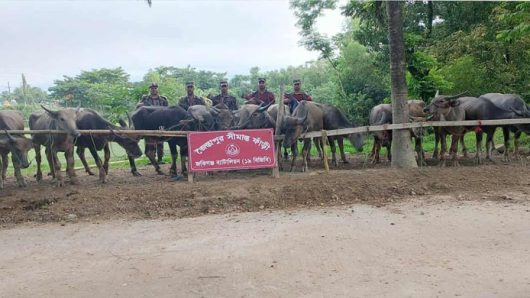 জৈন্তাপুরে কোটি টাকার ভা*রতীয় মহিষ জ*ব্দ
