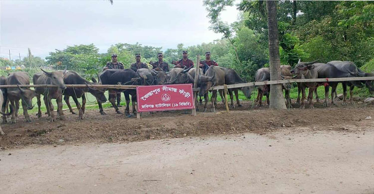 জৈন্তাপুরে কোটি টাকার ভা*রতীয় মহিষ জ*ব্দ