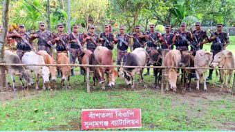 সুনামগঞ্জ সীমান্তে অভিযান, যা যা আ ট ক করলো বি জি বি