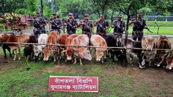 সুনামগঞ্জে নৌকাসহ ৩২টি ভারতীয় গরু আ ট ক
