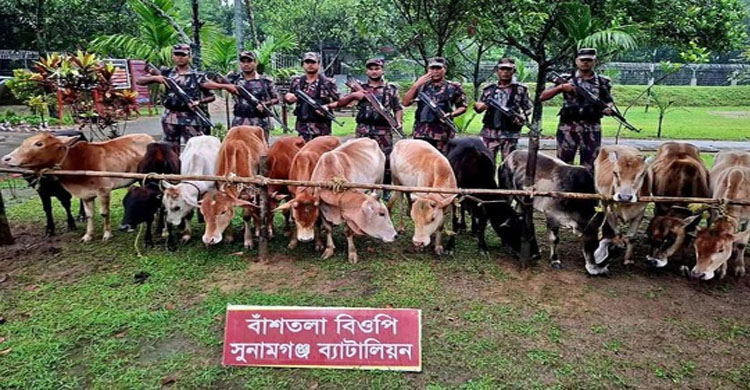 সুনামগঞ্জে নৌকাসহ ৩২টি ভারতীয় গরু আ ট ক