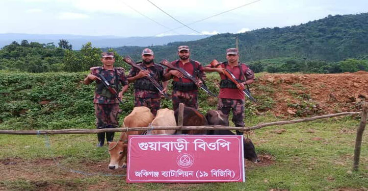 জৈন্তাপুরে বিজিবির বিশেষ অভিযানে ভারতীয় ৪টি বাছুর গরু আ ট ক