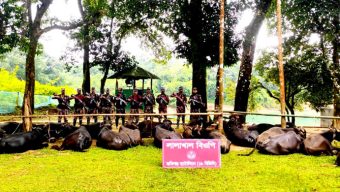 সিলেট সী*মান্তে কোটি টাকার ভারতীয় মহিষ জ*ব্দ