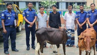 বড়লেখায় চোরাই গরুসহ চক্রের ৩ সদস্য গ্রে ফ তা র