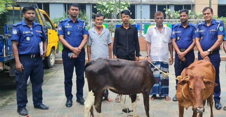 বড়লেখায় চোরাই গরুসহ চক্রের ৩ সদস্য গ্রে ফ তা র