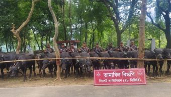 গোয়াইনঘাটে ৩০টি ভা*রতীয় মহিষ জ*ব্দ