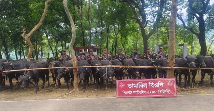 গোয়াইনঘাটে ৩০টি ভা*রতীয় মহিষ জ*ব্দ