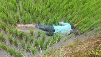 ধানক্ষেত থেকে যুবকের লা শ উদ্ধার, এলাকায় চাঞ্চল্য