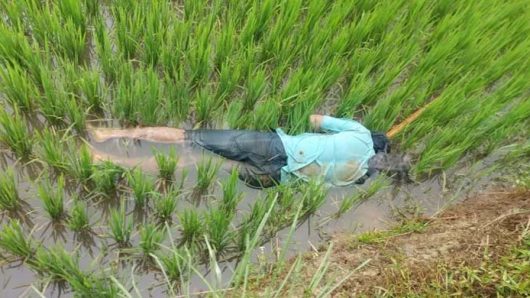 ধানক্ষেত থেকে যুবকের লা শ উদ্ধার, এলাকায় চাঞ্চল্য