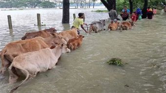 টানা বর্ষণ ও পাহাড়ি ঢলে সিলেটের নদ-নদীতে বেড়েছে পানি, বন্যার শঙ্কা