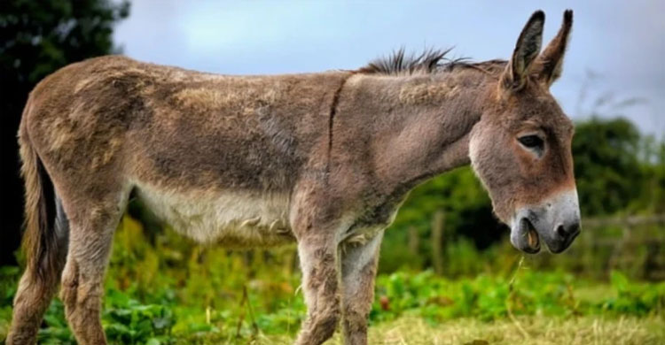 বিশ্ব গাধা দিবস আজ