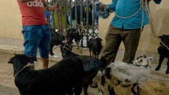শাহজালাল (র.) মাজারে মানতের খাসি নিয়ে অনিয়ম