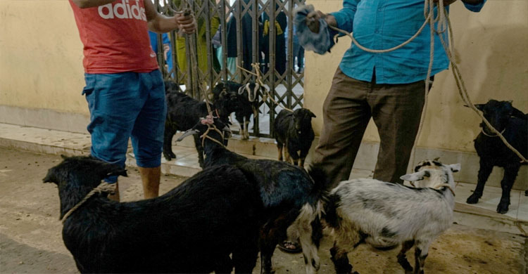 শাহজালাল (র.) মাজারে মানতের খাসি নিয়ে অনিয়ম
