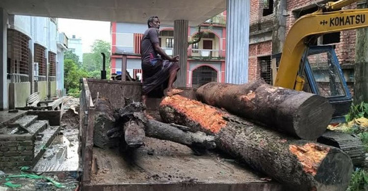 স্কুলের গাছ কেটে বাড়িতে নিলেন প্রধান শিক্ষক!
