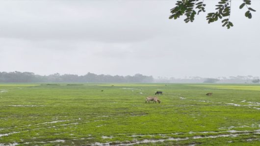 গোয়াইনঘাটে জমি দখল, হামলা ও প্রাণনাশের হুমকির অভিযোগে ৭ জনের বিরুদ্ধে আদালতে মামলা