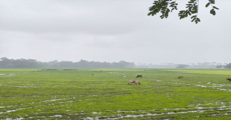 গোয়াইনঘাটে জমি দখল, হামলা ও প্রাণনাশের হুমকির অভিযোগে ৭ জনের বিরুদ্ধে আদালতে মামলা