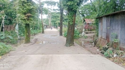 গোয়াইনঘাটে সড়কের উন্নয়নের নামে তামাশা ,মাঝে ৯০ টি গাছ রেখেই ঢালাই